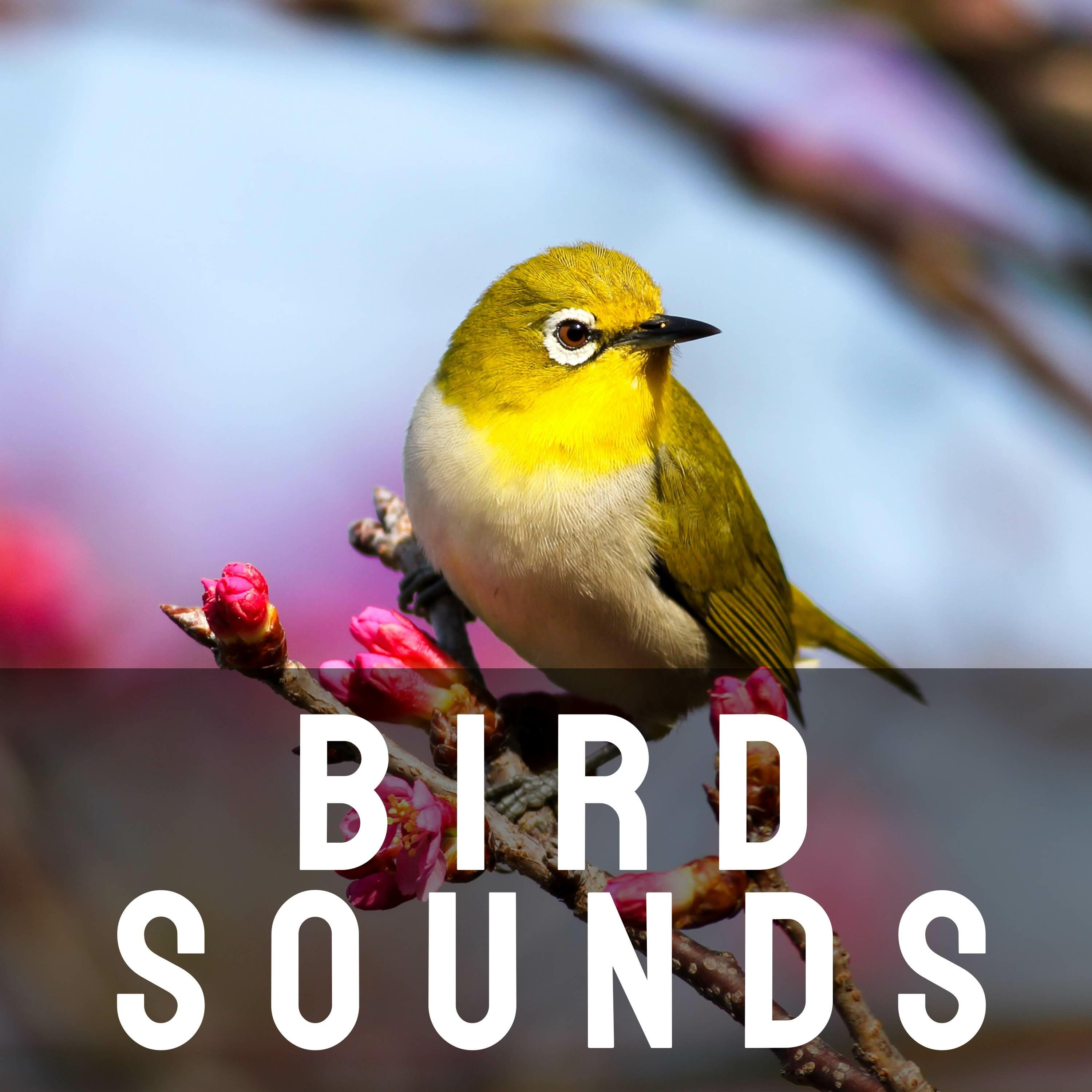 bird-sounds-bird-sounds-iheart