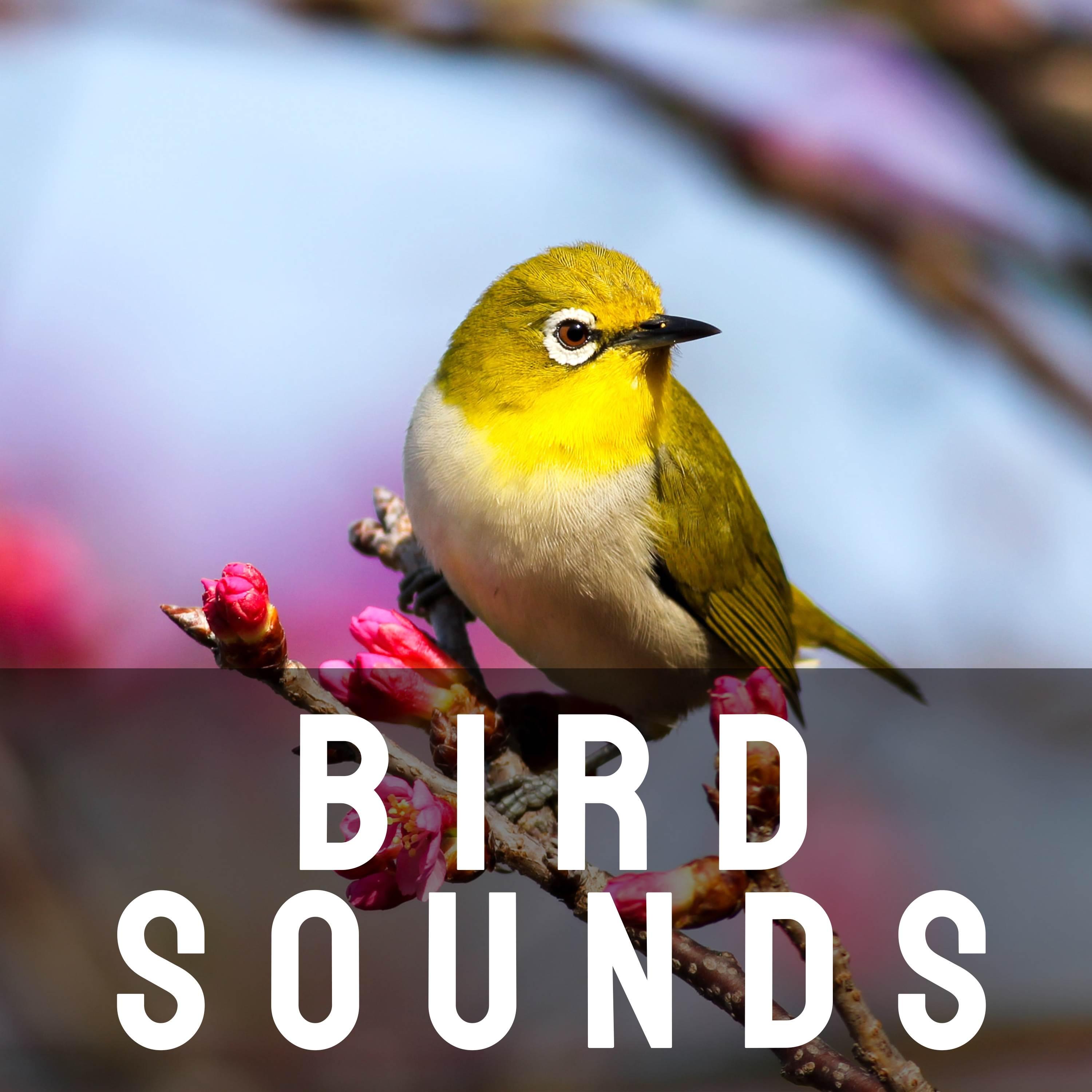 Bird Sounds Bird Sounds IHeart