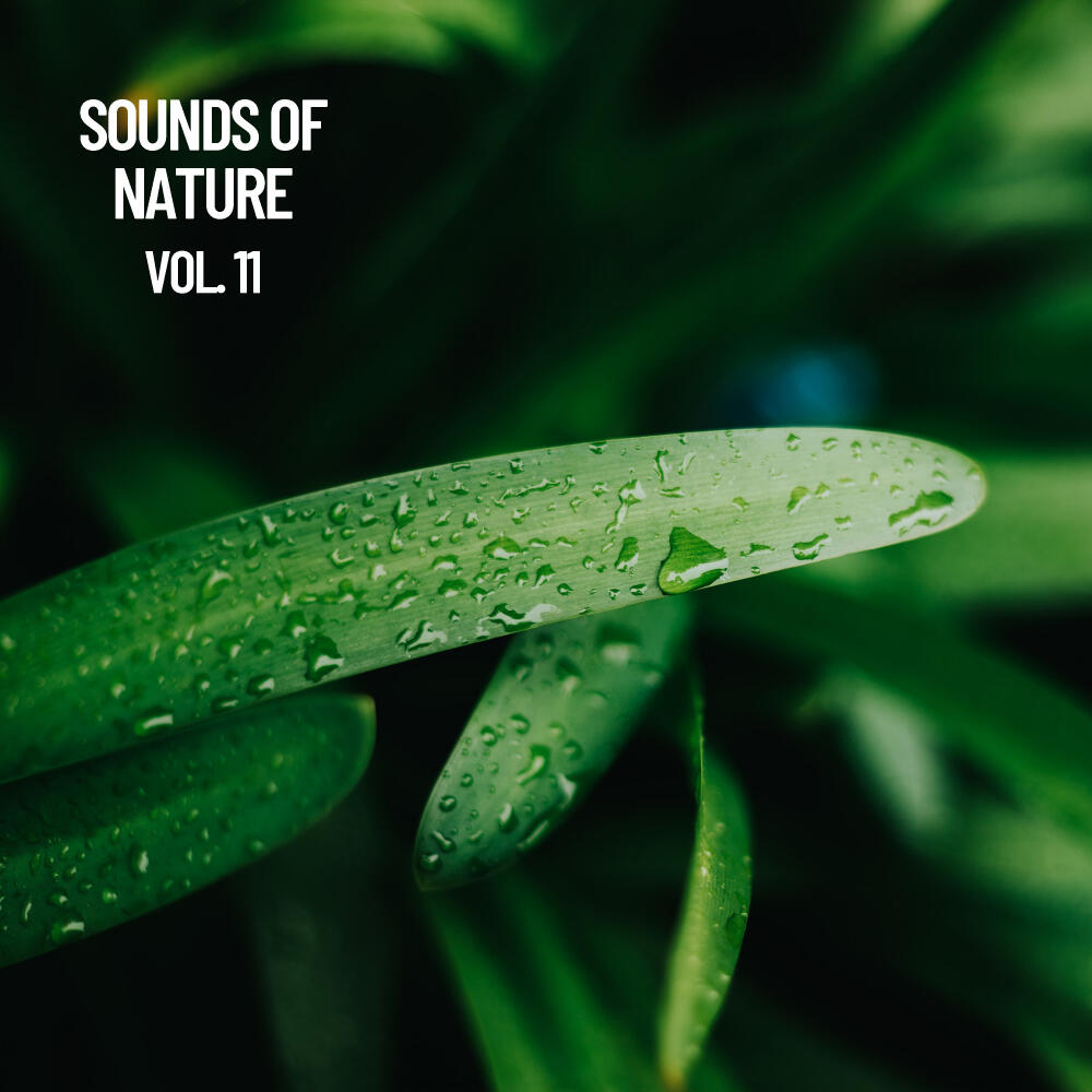 Nature Sounds ASMR - Relaxing: Sonidos naturales Vol. 11, Musica ...