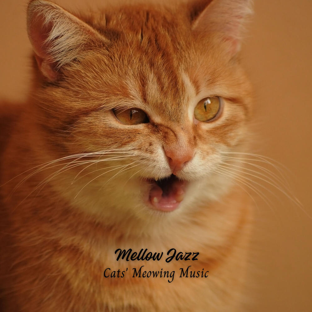 Smooth Jazz Mellow Jazz Cats' Meowing Music iHeart