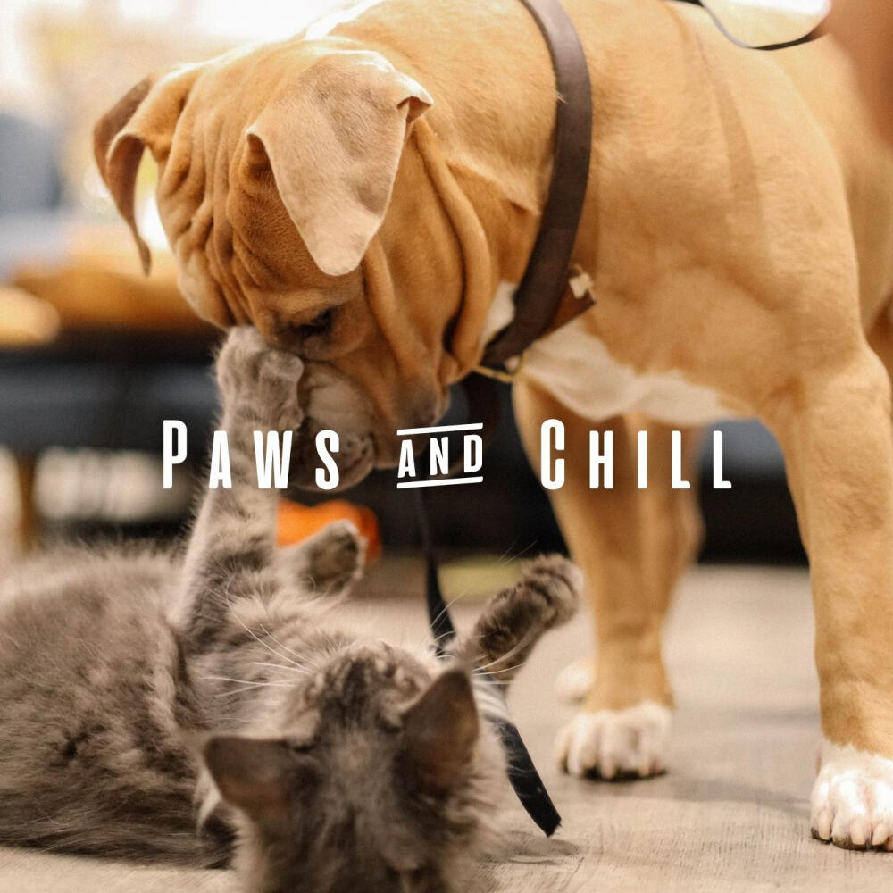 Lofi Chillhop Paws & Chill Lofi with Chill Music for Peaceful Pets iHeart