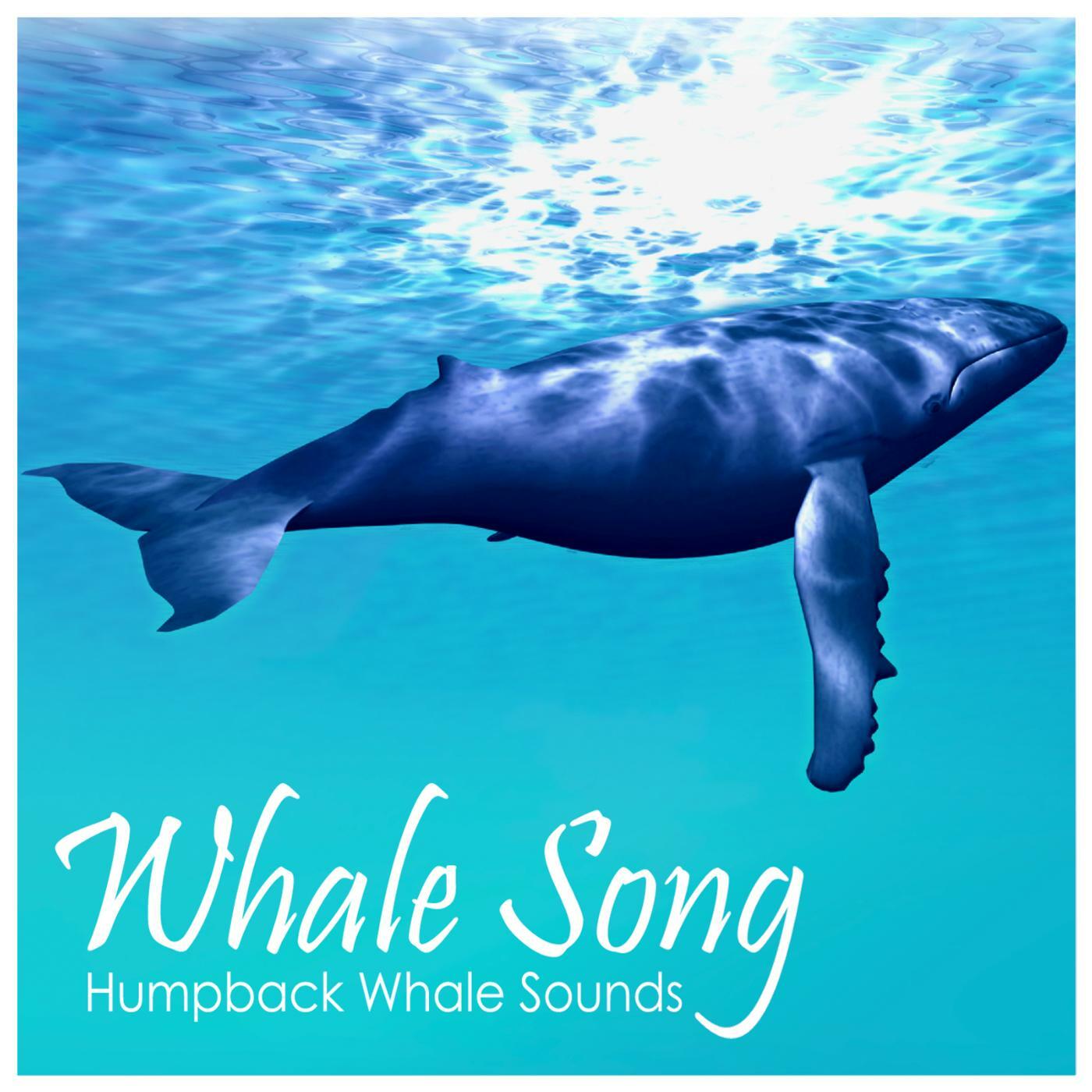 Whale Song - Humpback Whale Sounds | iHeart