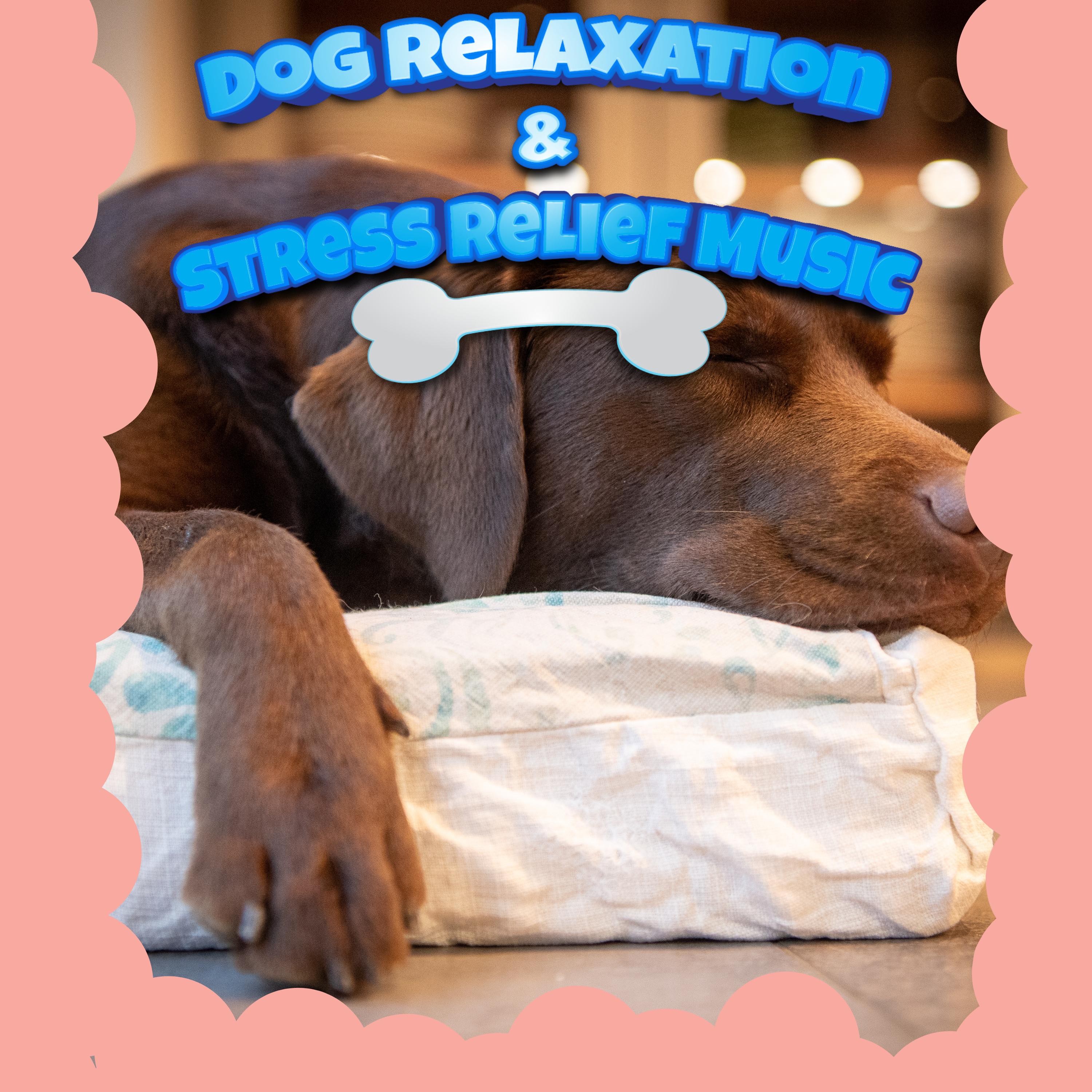 Dog Relaxation & Stress Relief Music & Happy Ambient Music For Dog Dogs ...