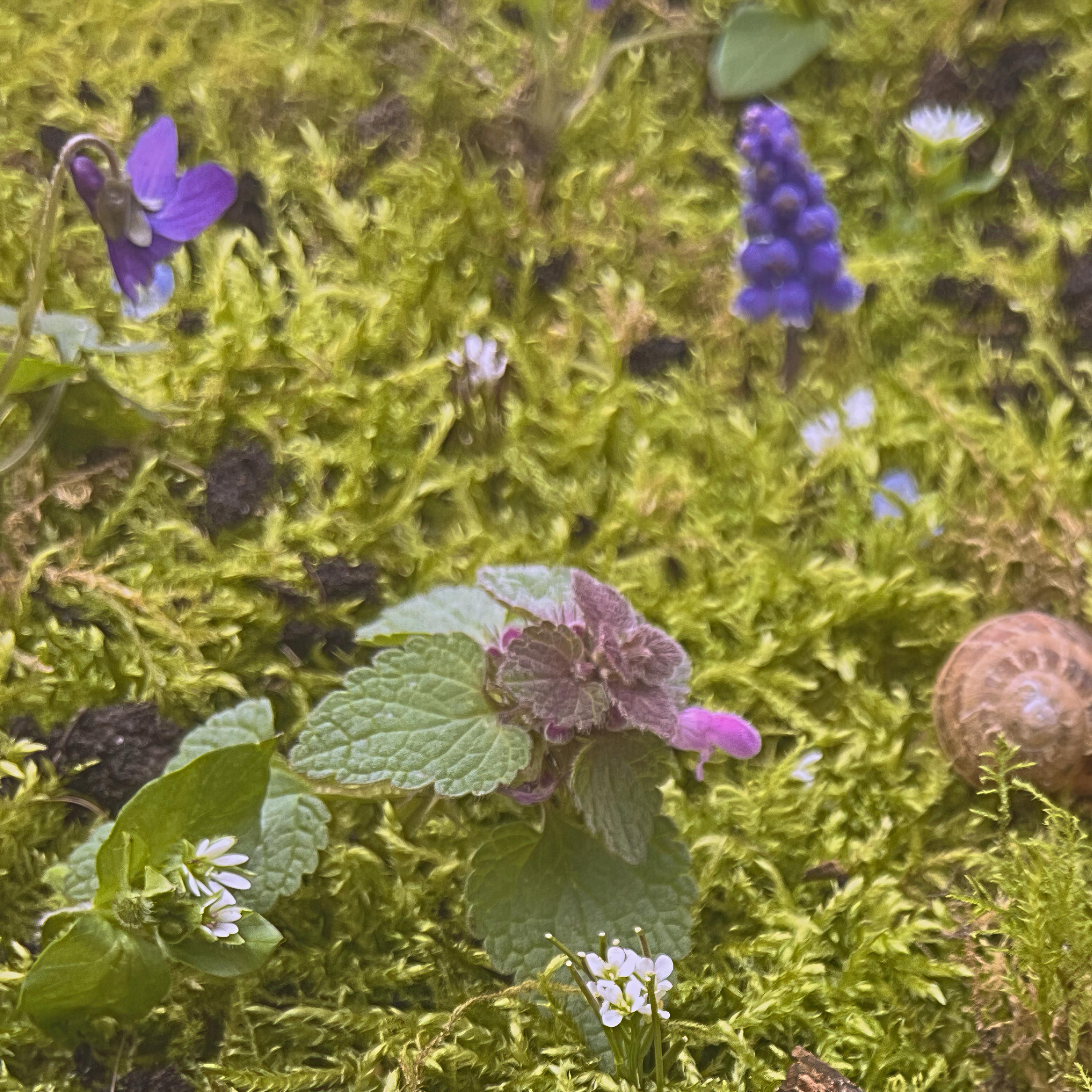 Isa-Li - From the garden | iHeart