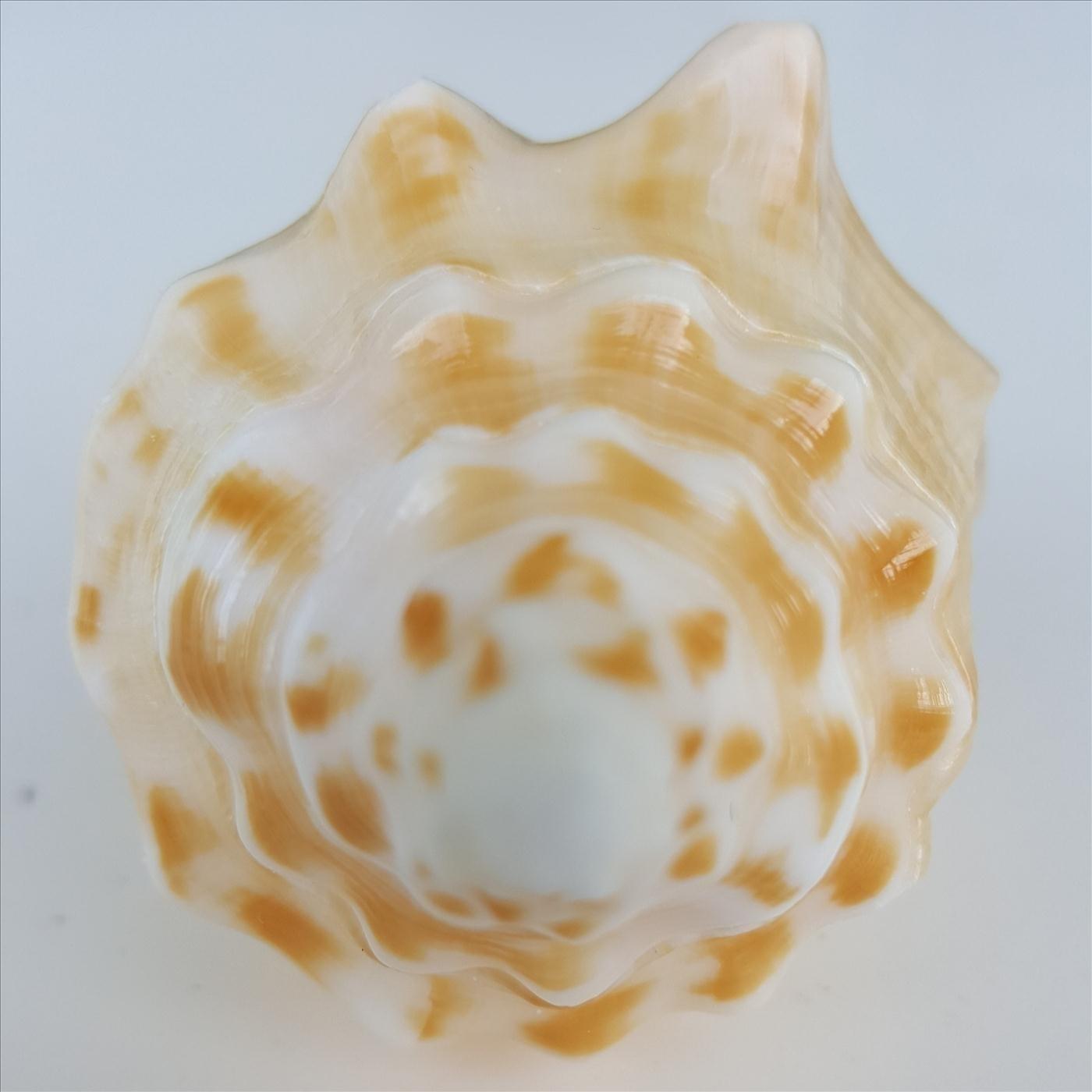 Stephen Chandler Loaded Lies iHeart