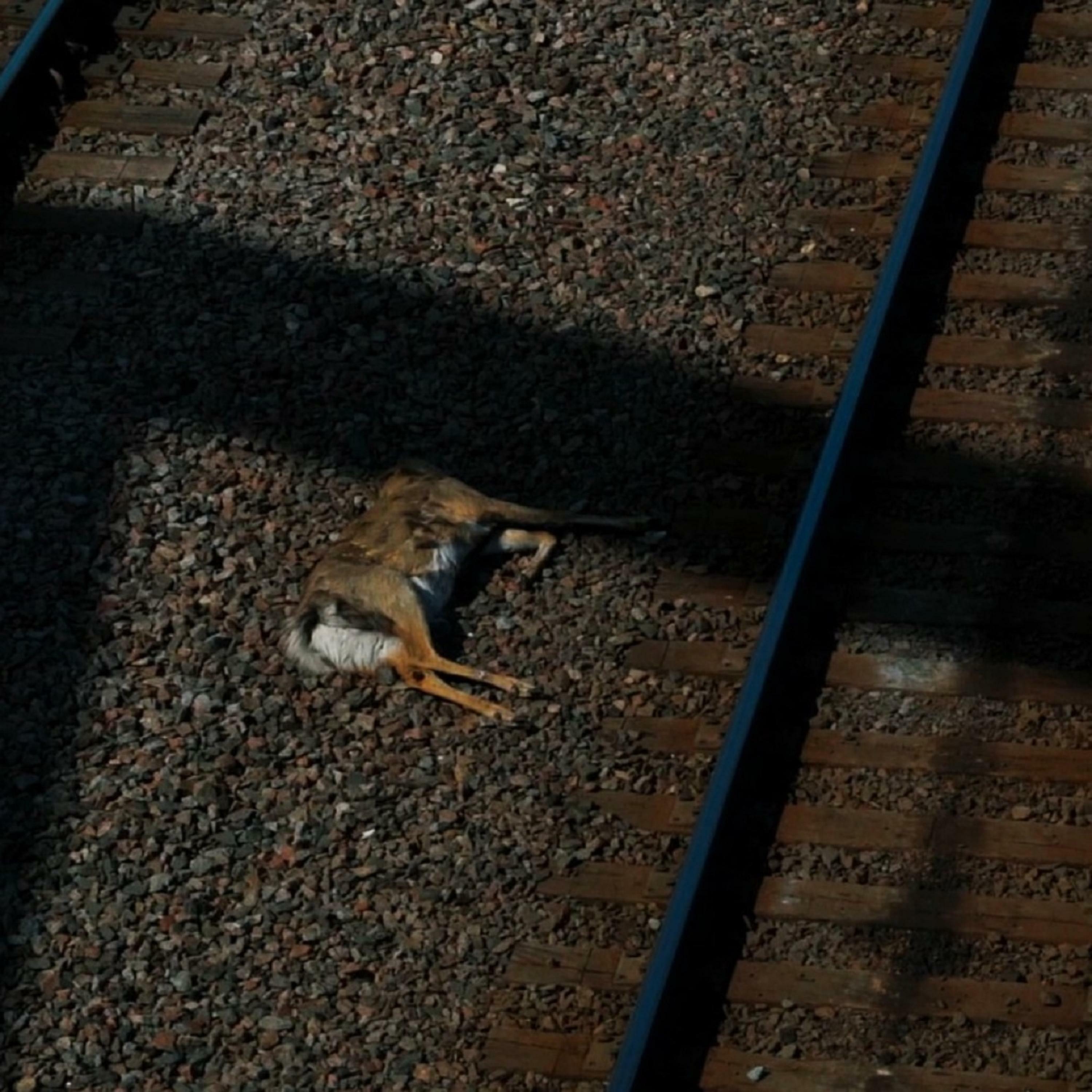 Weeping Cedars iHeart