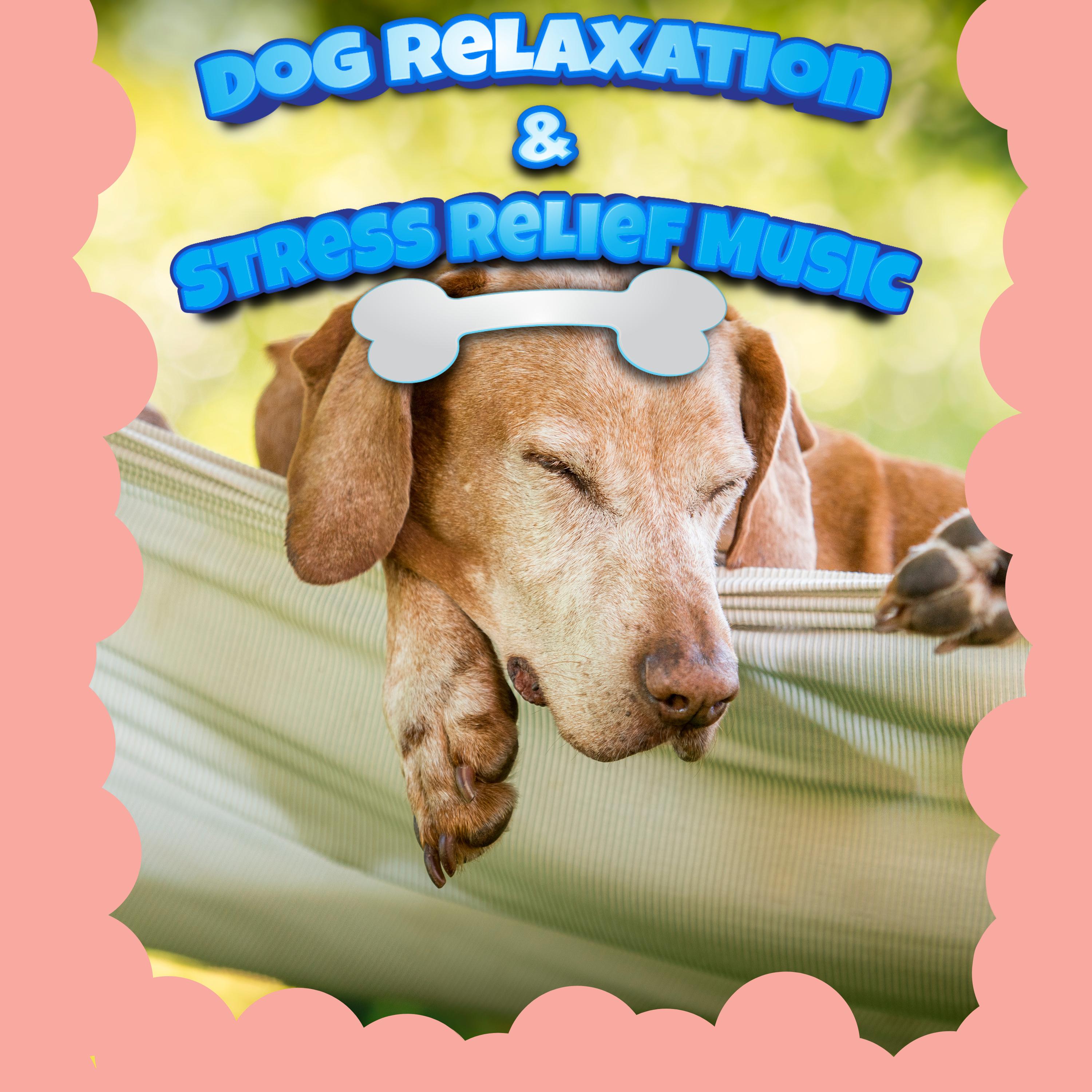 Dog Relaxation & Stress Relief Music & Happy Ambient Music For Dog Dogs ...