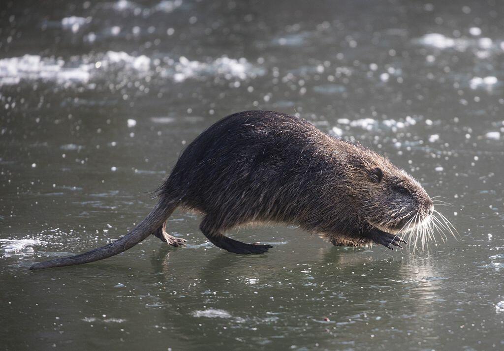 giant-rodents-have-invaded-northern-california-iheartradio