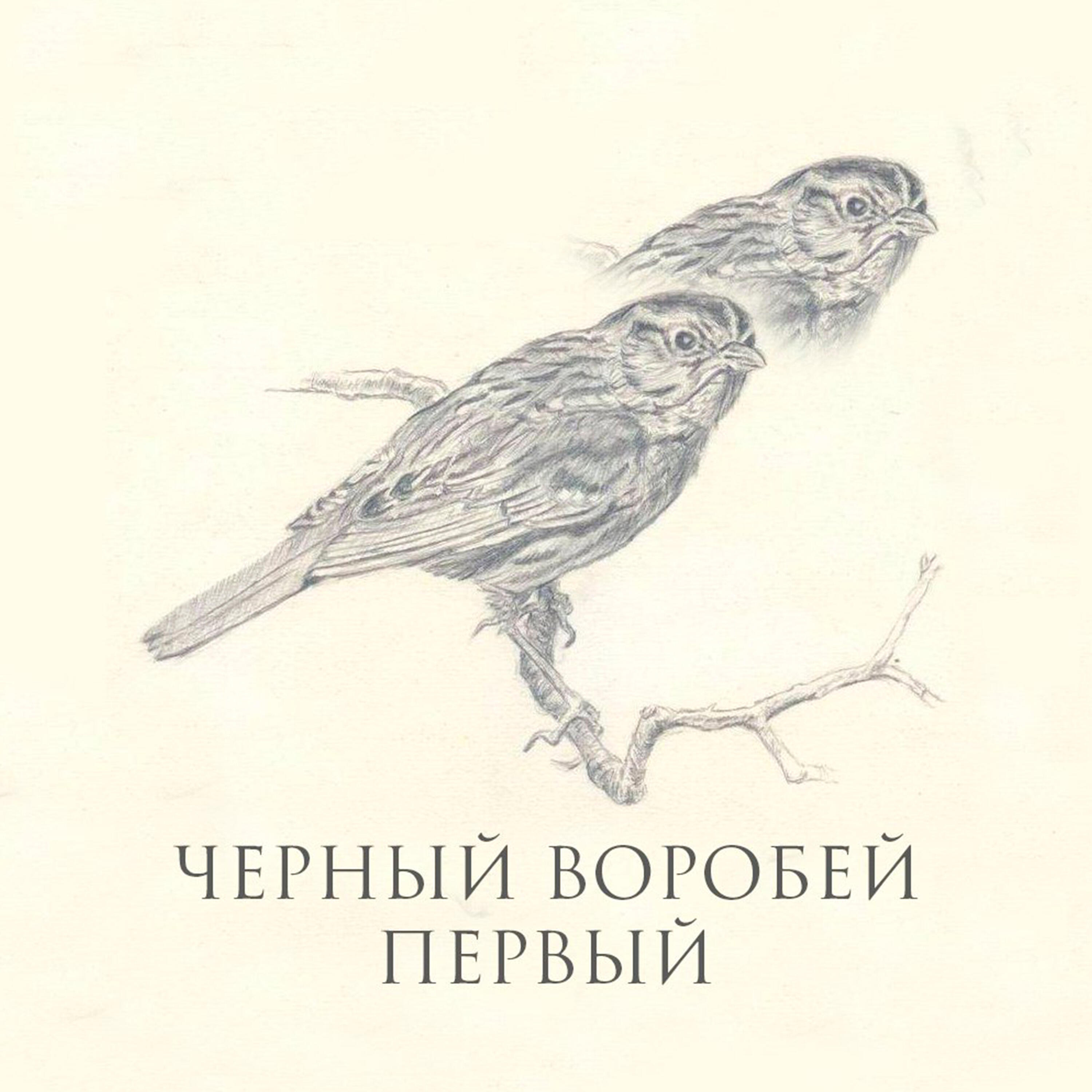 В небо воробьев слушать. Саша черный Воробей. Саша черный Воробей рисунок. Саша чёрный Воробей читать. Саша черный Воробей картинки.