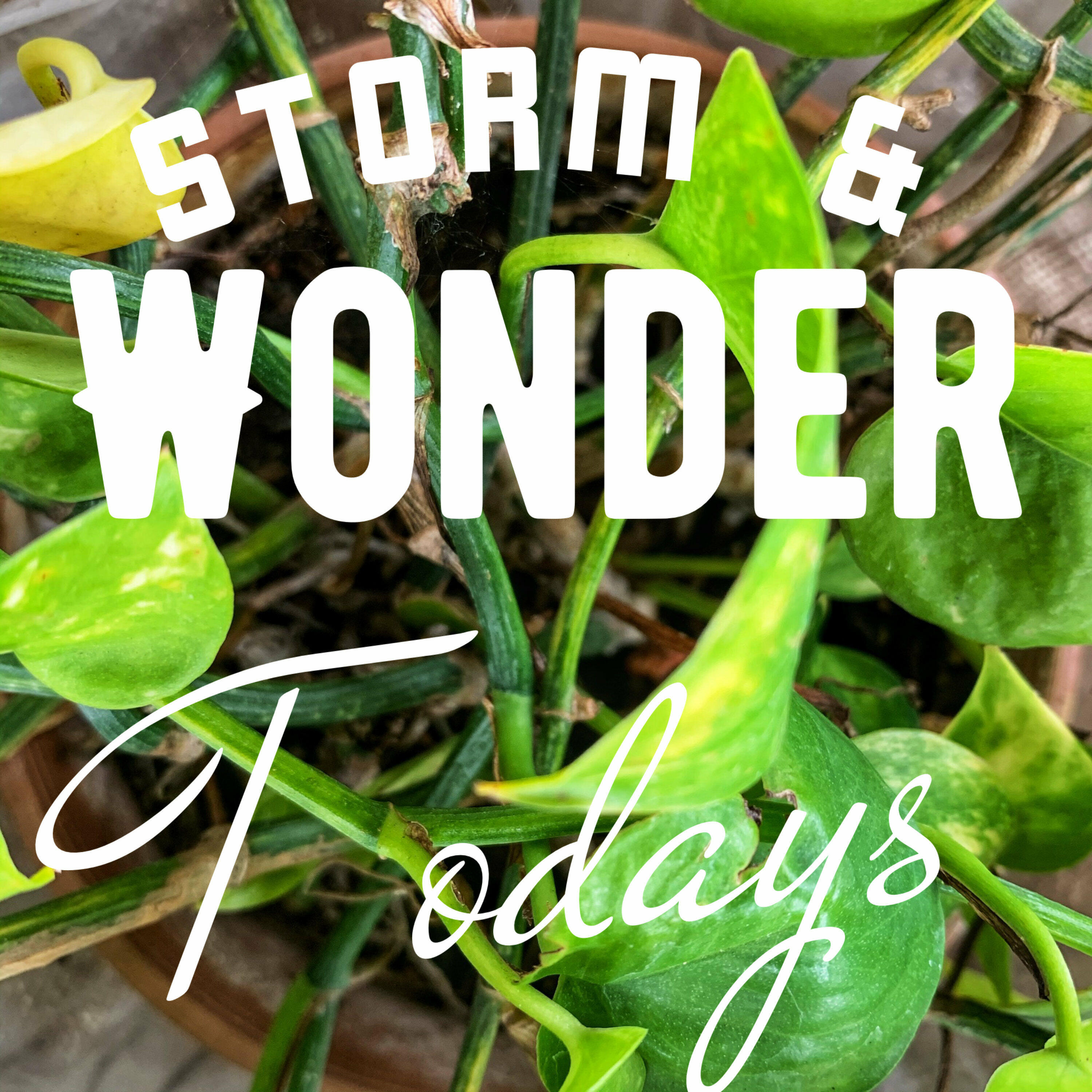 Today wonder. Туалетная вода wonder avon. Bvlgari rose goldea blossom delight. Today wonder. Стиви уандер.