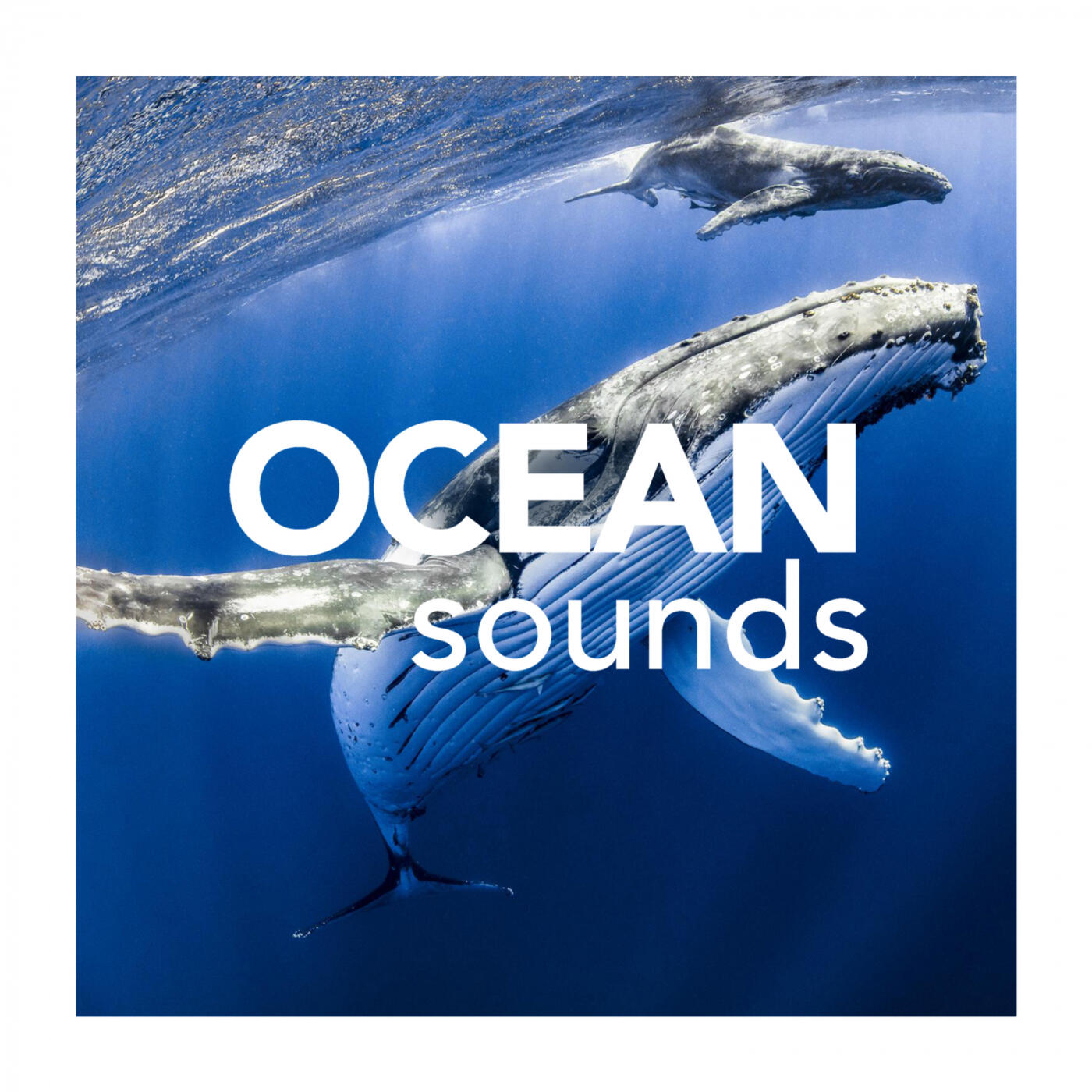 Ocean sound. Endless Ocean Wii. Океаны 2009 Жак Перрен. Кит и доллар. "Boundless Ocean".