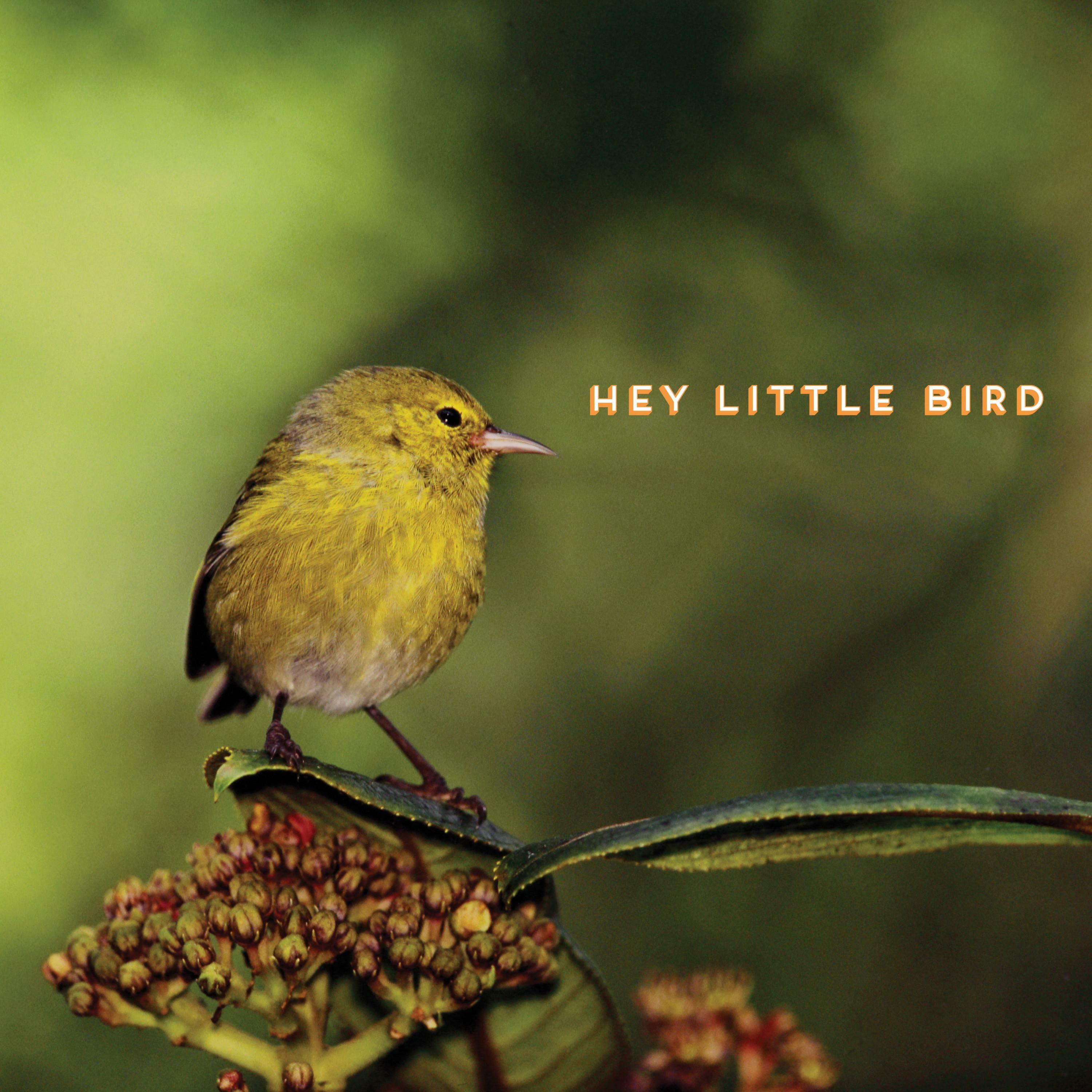 Любимая птица песня. Little Birds can remember.